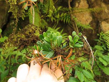 IMG_1826_Rhododendron_vaccinioides_Lachen-Lachung_3000m_160510 Rhododendron vaccinioides with opened seedpods, Lachen - Lachung 3000 m (08:58)