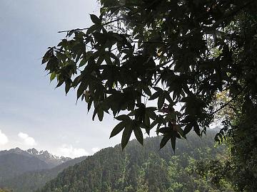 IMG_1829_Acer_campbellii_Lachen-Lachung_3000m_160510 Acer campbellii , Lachen - Lachung 3000 m (09:01)