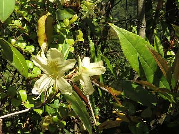 IMG_1834_Rhododendron_triflorum_Lachen-Lachung_3000m_160510 Rhododendron triflorum , Lachen - Lachung 3000 m (09:16)