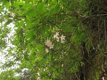 IMG_1847_Deutzia_bhutanensis_Lachen-Lachung_160510 Deutzia bhutanensis hanging over the slope, Lachen - Lachung 3000 m (09:55)