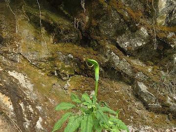 IMG_1850_Arisaema_jacquemontii_Lachen-Lachung_3000m_160510 Arisaema tortuosum , Lachen - Lachung 3000 m (09:57)