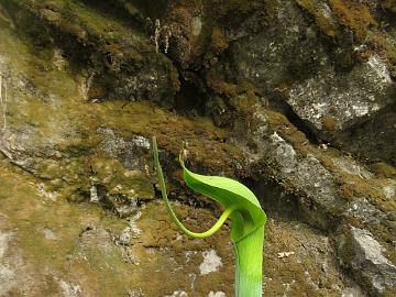 IMG_1851_Arisaema_jacquemontii_Lachen-Lachung_3000m_160510 Arisaema tortuosum , Lachen - Lachung 3000 m (09:57)