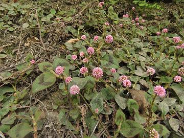 IMG_1856_Persicaria_capitata_Lachen-Lachung_3000m_160510 Persicaria capitata , Lachen - Lachung 3000 m (10:05)