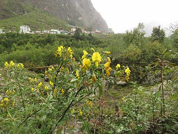 IMG_1897_Piptanthus_nepalensis_Lachung_2900m_160510 Piptanthus nepalensis , Lachung 2900 m (14:27)