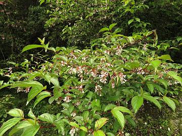 IMG_1902_Viburnum_erubescens_Lachung_2900m_160510 Viburnum erubescens , Lachung 2900 m (14:33)