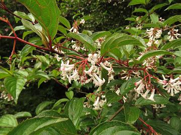 IMG_1903_Viburnum_erubescens_Lachung_2900m_160510 Viburnum erubescens , Lachung 2900 m (14:33)