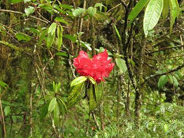 IMG_1906_Rhododendron_arboreum_Lachung_2900m_160510 Rhododendron arboreum , Lachung 2900 m (14:37)