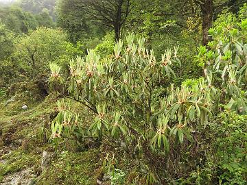 IMG_1907_Rhododendron_arboreum_Lachung_2900m_160510 Rhododendron arboreum , Lachung 2900 m (14:37)