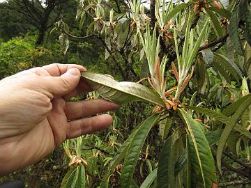 IMG_1908_Rhododendron_arboreum_Lachung_2900m_160510 Rhododendron arboreum , Lachung 2900 m (14:37)