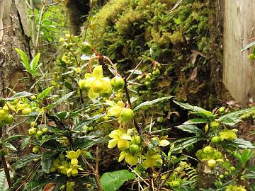 IMG_1919_Berberis_sp_Lachung_2900m_160510 Berberis sp., Lachung 2900 m (14:52)