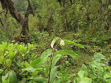 IMG_1924_Smilacina_Maianthemum_oleracea_Lachung_2900m_160510 Smilacina ( Maianthemum ) oleracea , Lachung 2900 m (15:15)