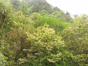 IMG_1930_Prunus_sp_Lachung_2900m_160510 Prunus sp., Lachung 2900 m (15:38)