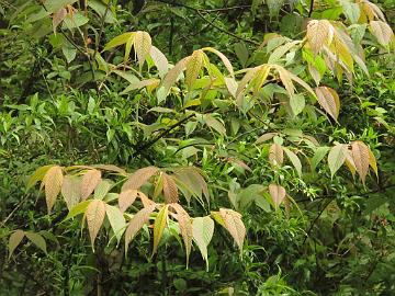 IMG_1931_Prunus_sp_species_Lachung_2900m_160510 Prunus sp., Lachung 2900 m (15:38)