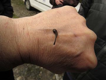 IMG_1946_leach_on_my_hand_Lachung_2900m_160510 Leeches were common but did not bother us too much, Lachung 2900 m (16:08)