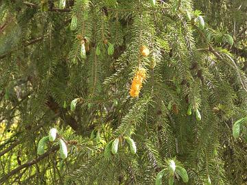 IMG_1659_Picea_smithiana_Lachen-Thangu_3000m_160509 Picea smithiana , Lachen - Thangu 3000 m (08:21)