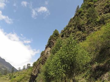 IMG_1662_Botanizing_Picea_smithiana_Lachen-Thangu_3000m_160509 Botanizing along the road side, Picea smithiana , Lachen - Thangu 3000 m (08:22)