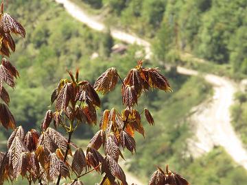 IMG_1664_Acer_campbellii_Lachen-Thangu_3000m_160509 Acer campbellii , Lachen - Thangu 3000 m (08:23)