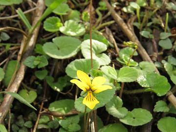 IMG_1672_Viola_wallichiana_Lachen-Thangu_3000m_160509 Viola wallichiana , Lachen - Thangu 3000 m (08:35)