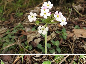 IMG_1674_Androsace_geranifolia_Lachen_Thangu_3000m_160509 Androsace geranifolia , Lachen - Thangu 3000 m (08:36)