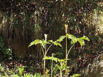 IMG_1682_Arisaema_nepenthoides_Lachen-Thangu_3100m_160509 Arisaema nepenthoides , Lachen - Thangu 3100 m (08:56)