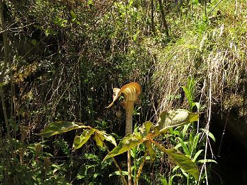 IMG_1688_Arisaema_nepenthoides_Lachen-Thangu_3100m_160509 Arisaema nepenthoides , Lachen - Thangu 3100 m (09:06)