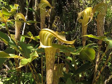 IMG_1689_Arisaema_nepenthoides_Lachen-Thangu_3100m_160509 Arisaema nepenthoides , Lachen - Thangu 3100 m (09:06)