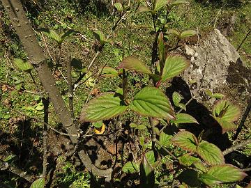 IMG_1697_Viburnum_sp_Lachen-Thangu_3100m_160509 Viburnum sp., Lachen - Thangu 3100 m (09:14)