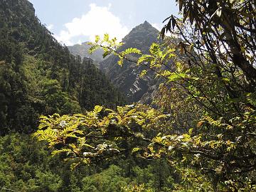 IMG_1699_Sorbus_sp_Lachen-Thangu_3100m_160509 Sorbus sp., Lachen - Thangu 3100 m (09:17)