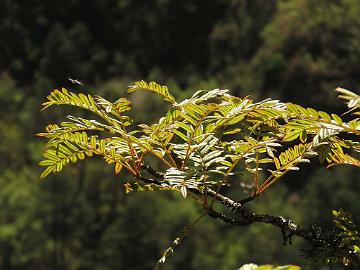 IMG_1700_Sorbus_sp_Lachen-Thangu_3100m_160509 Sorbus sp., Lachen - Thangu 3100 m (09:17)