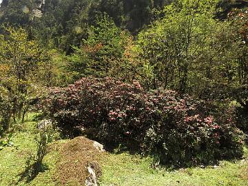 IMG_1701_Rhododendron_glaucophyllum_Lachen-Thangu_3100m_160509 Rhododendron glaucophyllum , Lachen - Thangu 3100 m (09:23)