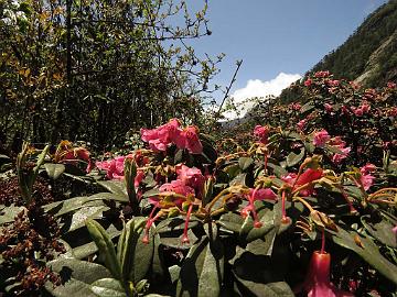 IMG_1705_Rhododendron_glaucophyllum_Lachen-Thangu_3100m_160509 Rhododendron glaucophyllum , Lachen - Thangu 3100 m (09:23)