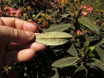 IMG_1708_Rhododendron_glaucophyllum_Lachen-Thangu_3100m_160509 Rhododendron glaucophyllum , Lachen - Thangu 3100 m (09:23)