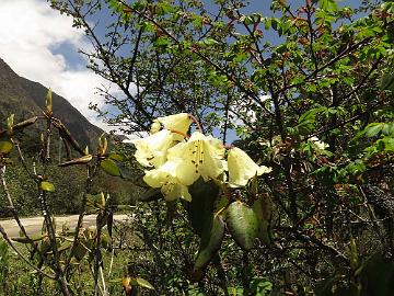 IMG_1712_Rhododendron_campylocarpum_Lachen-Thangu_3200m_160509 Rhododendron campylocarpum , Lachen - Thangu 3200 m (09:53)