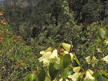 IMG_1713_Rhododendron_campylocarpum_Lachen-Thangu_3200m_160509 Rhododendron campylocarpum , Lachen - Thangu 3200 m (09:54)