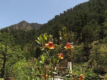 IMG_1714_Rhododendron_cinnabarinum_Lachen-Thangu_3200m_160509 Rhododendron cinnabarinum , Lachen - Thangu 3200 m (09:55)