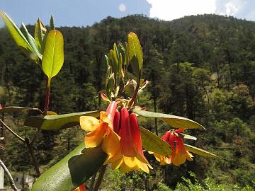 IMG_1715_Rhododendron_cinnabarinum_Lachen-Thangu_3200m_160509 Rhododendron cinnabarinum , Lachen - Thangu 3200 m (09:55)