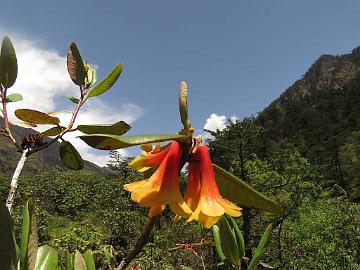 IMG_1716_Rhododendron_cinnabarinum_Lachen-Thangu_3200m_160509 Rhododendron cinnabarinum , Lachen - Thangu 3200 m (09:55)