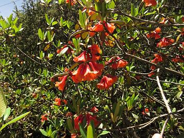 IMG_1724_Rhododendron_cinnabarinum_Lachen-Thangu_3200m_160509 Rhododendron cinnabarinum , Lachen - Thangu 3200 m (10:00)
