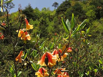IMG_1726_Rhododendron_cinnabarinum_Lachen-Thangu_3200m_160509 Rhododendron cinnabarinum , Lachen - Thangu 3200 m (10:01)