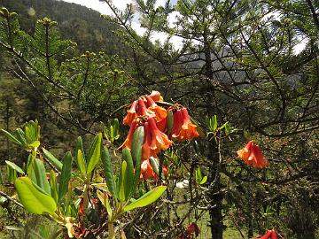 IMG_1727_Rhododendron_cinnabarinum_Lachen-Thangu_3200m_160509 Rhododendron cinnabarinum and Abies densa , Lachen - Thangu 3200 m (10:06)