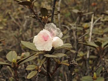 IMG_1739_Rhododendron_anthopogon_Thangu_to_Muguthang_4200m_160609 Rhododendron anthopogon , Thangu - Muguthang 4200 m (11:46)