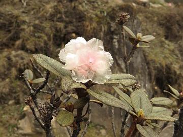 IMG_1740_Rhododendron_anthopogon_Thangu_to_Muguthang_4200m_160609 Rhododendron anthopogon , Thangu - Muguthang 4200 m (11:46)