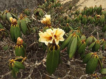 IMG_1746_Rhododendron_wightii_Thangu_to_Muguthang_4200m_160609 Rhododendron wightii , Thangu - Muguthang 4200 m (11:55)