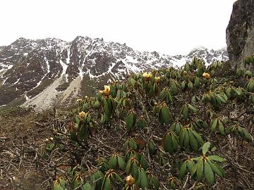 IMG_1747_Rhododendron_wightii_Thangu_to_Muguthang_4200m_160609 Rhododendron wightii , Thangu - Muguthang 4200 m (11:55)