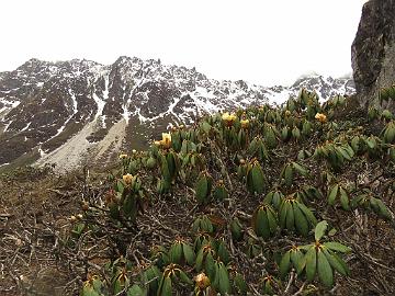 IMG_1747_Rhododendron_wightii_Thangu_to_Muguthang_4200m_160609 Rhododendron wightii , Thangu - Muguthang 4200 m (11:55)