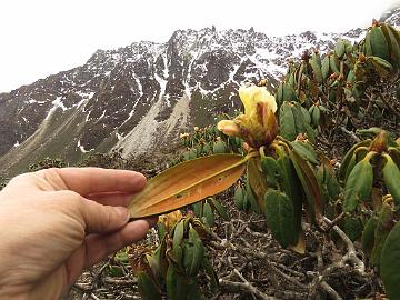 IMG_1750_Rhododendron_wightii_Thangu_to_Muguthang_4200m_160609 Rhododendron wightii , Thangu - Muguthang 4200 m (11:55)