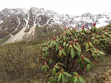 IMG_1751_Rhododendron_aeruginosum_Thangu_to_Muguthang_4200m_160509 Rhododendron campanulatum ssp. aeruginosum , Thangu - Muguthang 4200 m (11:57)