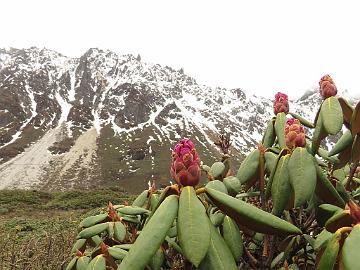 IMG_1752_Rhododendron_aeruginosum_Thangu_to_Muguthang_4200m_160509 Rhododendron campanulatum ssp. aeruginosum , Thangu - Muguthang 4200 m (11:57)