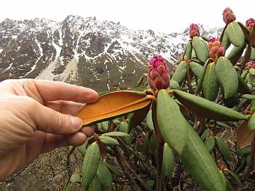 IMG_1753_Rhododendron_aeruginosum_Thangu_to_Muguthang_4200m_1605099 Rhododendron campanulatum ssp. aeruginosum , Thangu - Muguthang 4200 m (11:57)