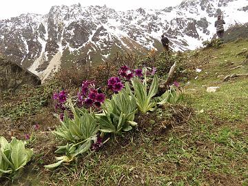 IMG_1761_Primula_calderiana_Thangu_to_Muguthang_4200m_160609 Primula calderiana , Thangu - Muguthang 4200 m (12:07)